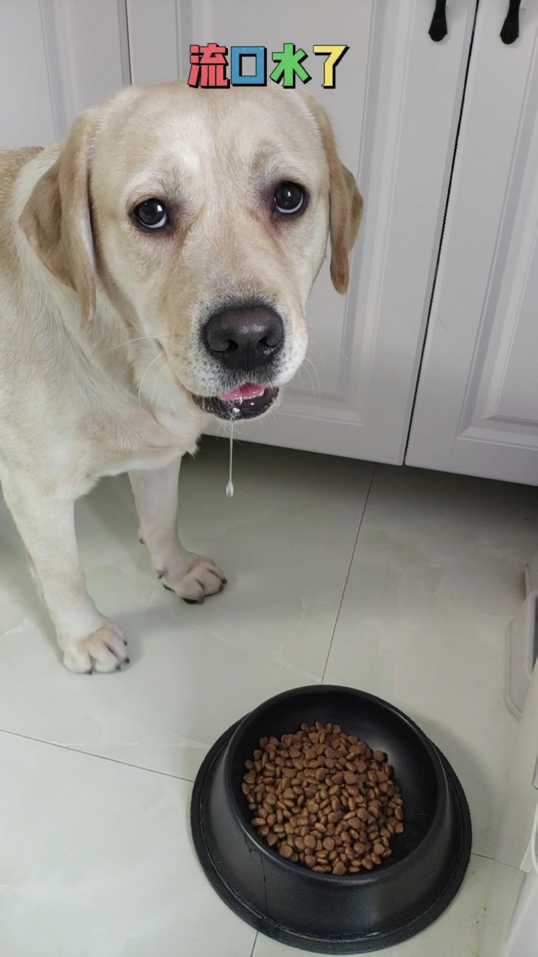 搞笑萌宠#开饭太晚,小狗流出了久违的哈喇子