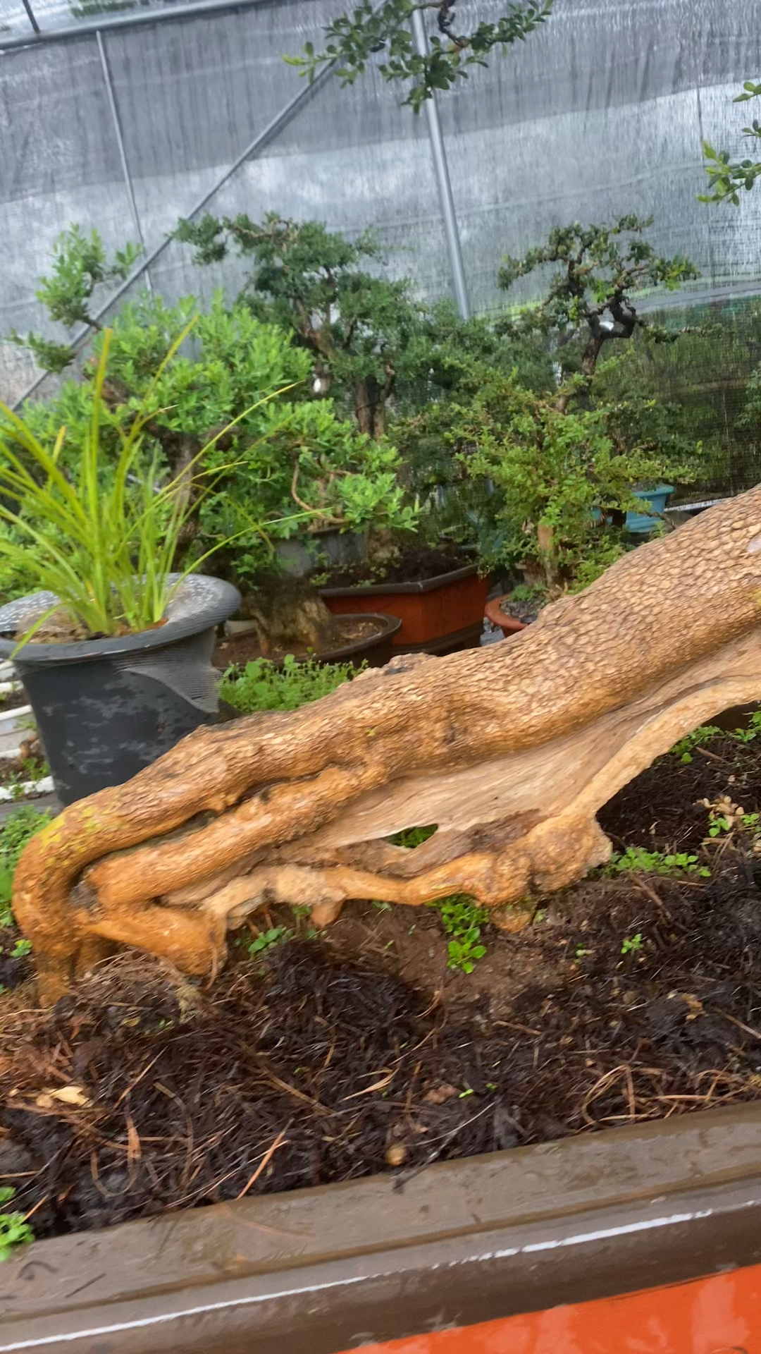 龙鳞珍珠黄杨怪桩