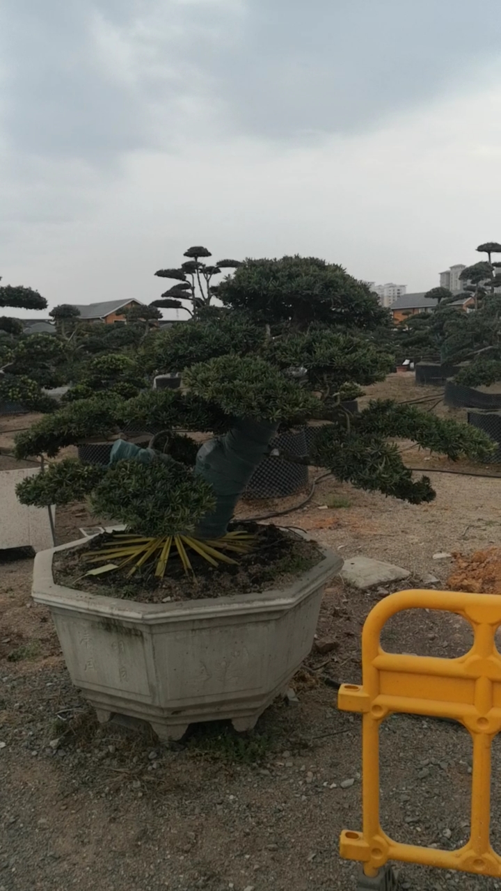 精品造型罗汉松