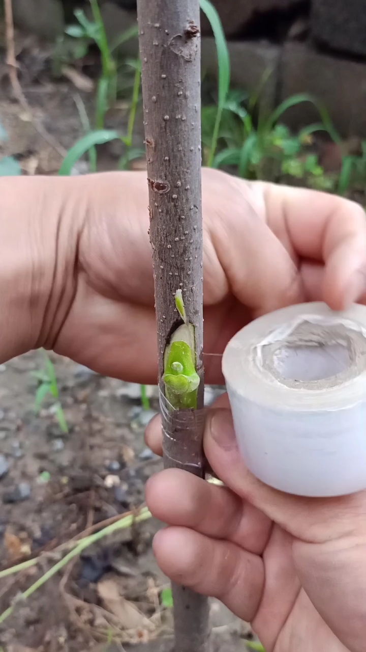 嫁接技术#芽接进口软子核桃技术,一般人不会