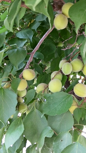 对准窗外#野杏子,熟的慢