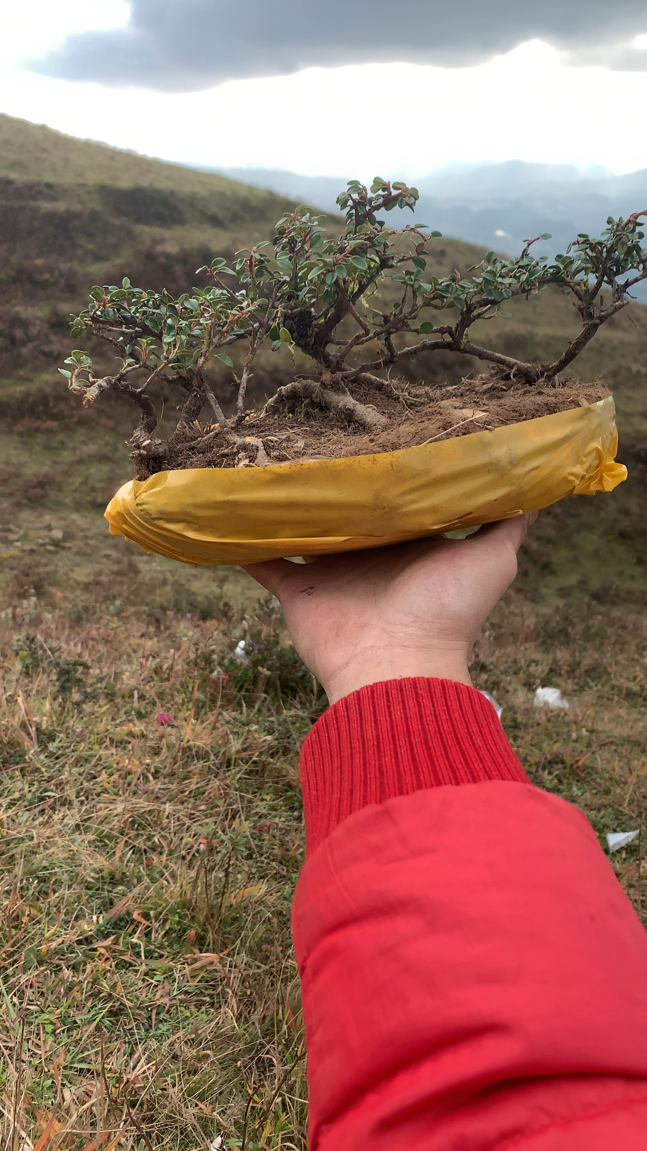 白花珍珠大果荀子