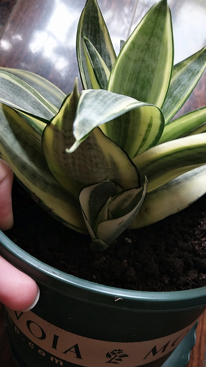 养了快接近一年的虎皮兰哈尼,终于爆小崽了,一切都是值得