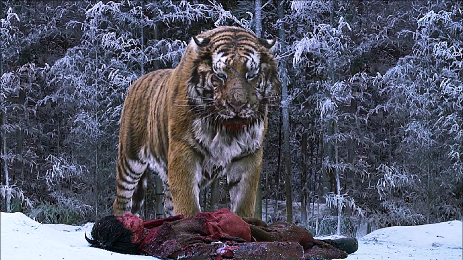 大虎#老虎从恶狼口中救下了猎人的儿子以示报恩