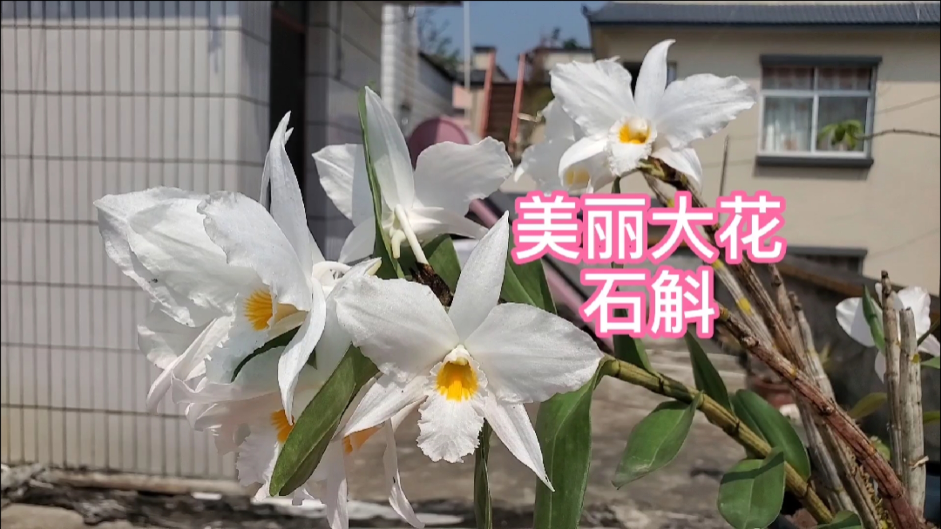 花卉绿植#美丽大花石斛,花很大,可能是石斛品种中花朵最大的石斛了