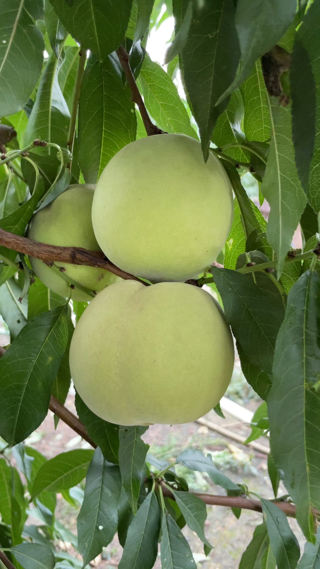 大青桃,国庆节成熟,糖度23,好管理,不套袋,不裂果