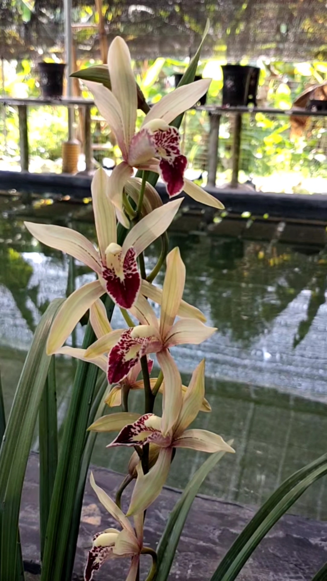 手机摄影#建兰台北小姐