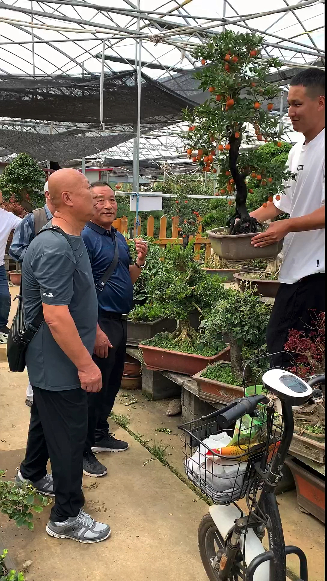 我要上热门#这盆金弹子确实不错,每个老板都喜欢