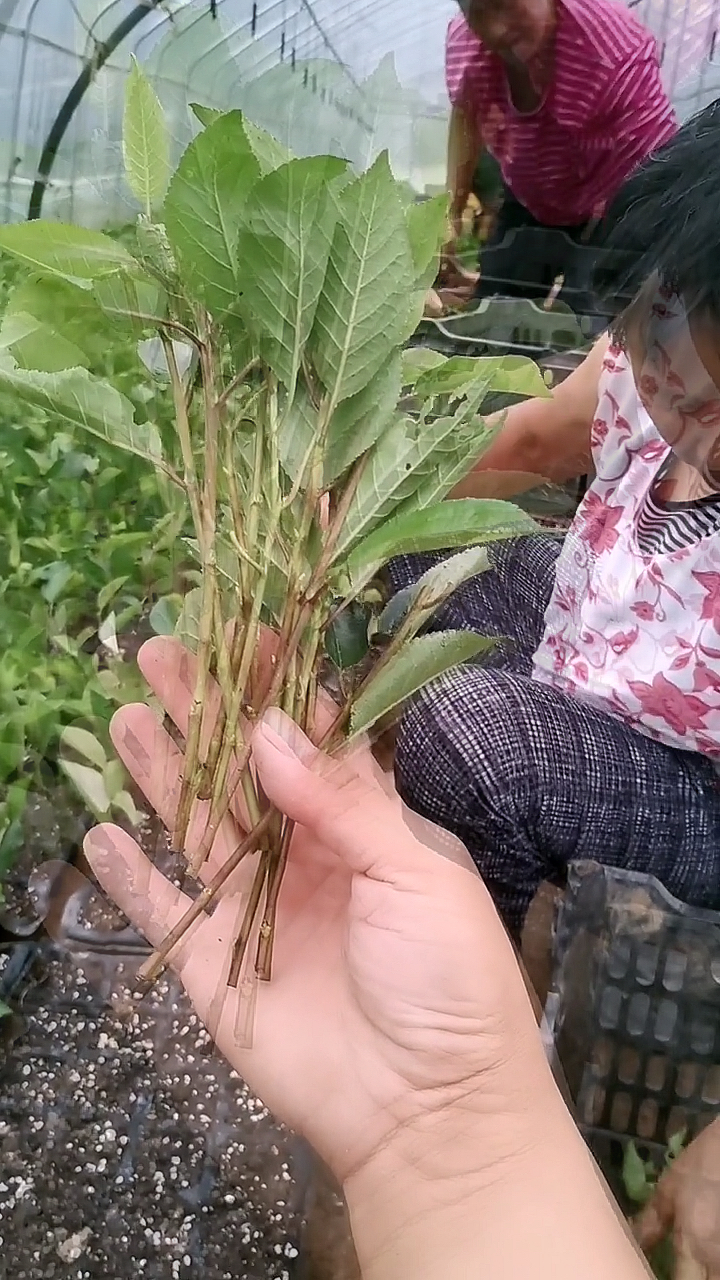 大樱桃繁殖扦插,这个季节正是扦插的好时机-度小视