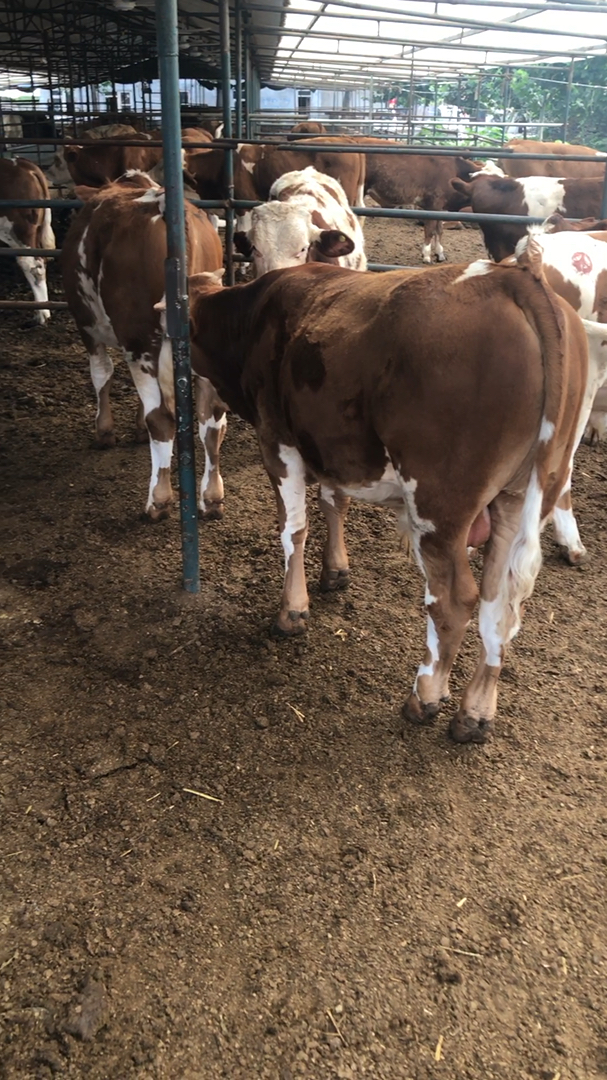 母牛好,牛犊才好