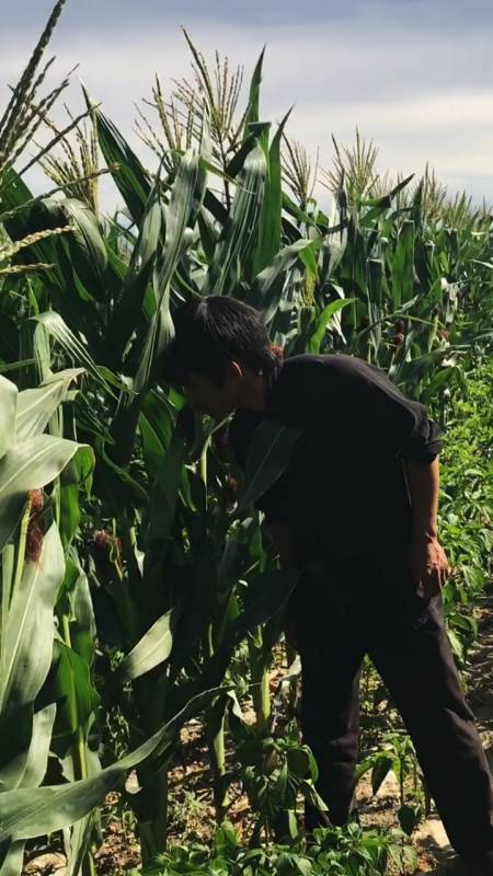 老皮:一个二个的都飘了,当我是机器人啊,我不要种地啊,不用掰玉米啊