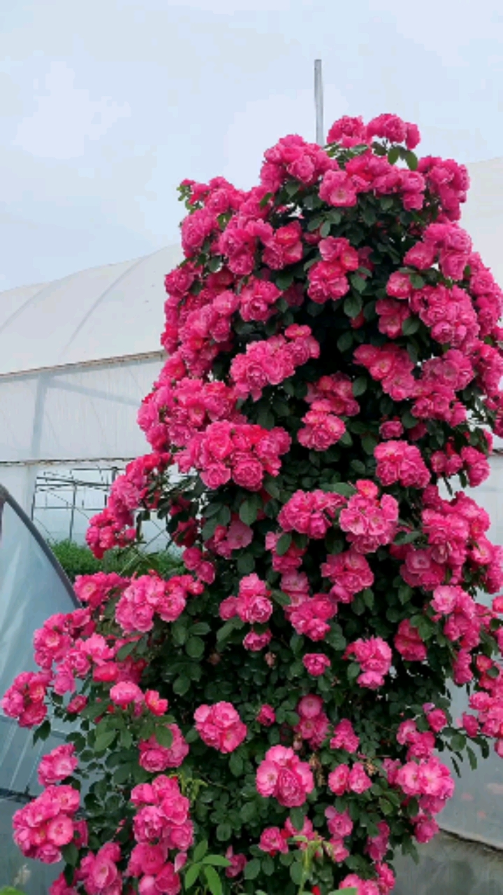 藤本月季安吉拉花量多花期长多季循环开花