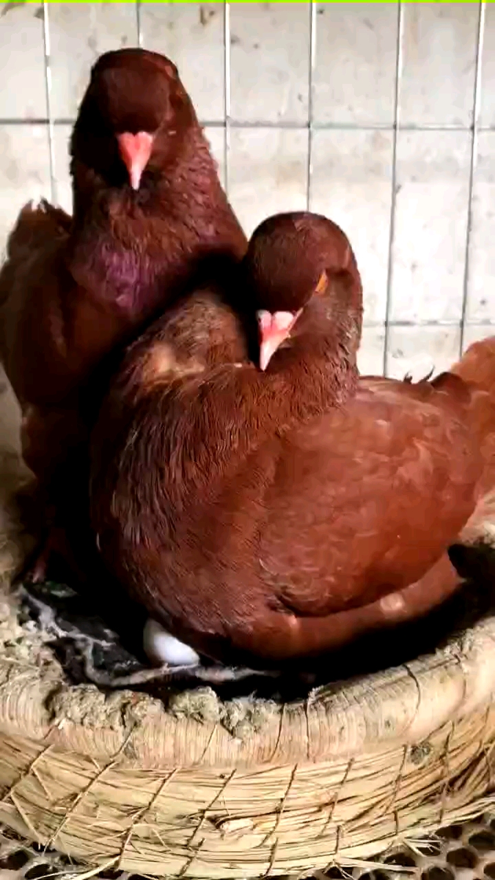 记录我的农村生活#大体中国红元宝鸽,好饲养一月一窝