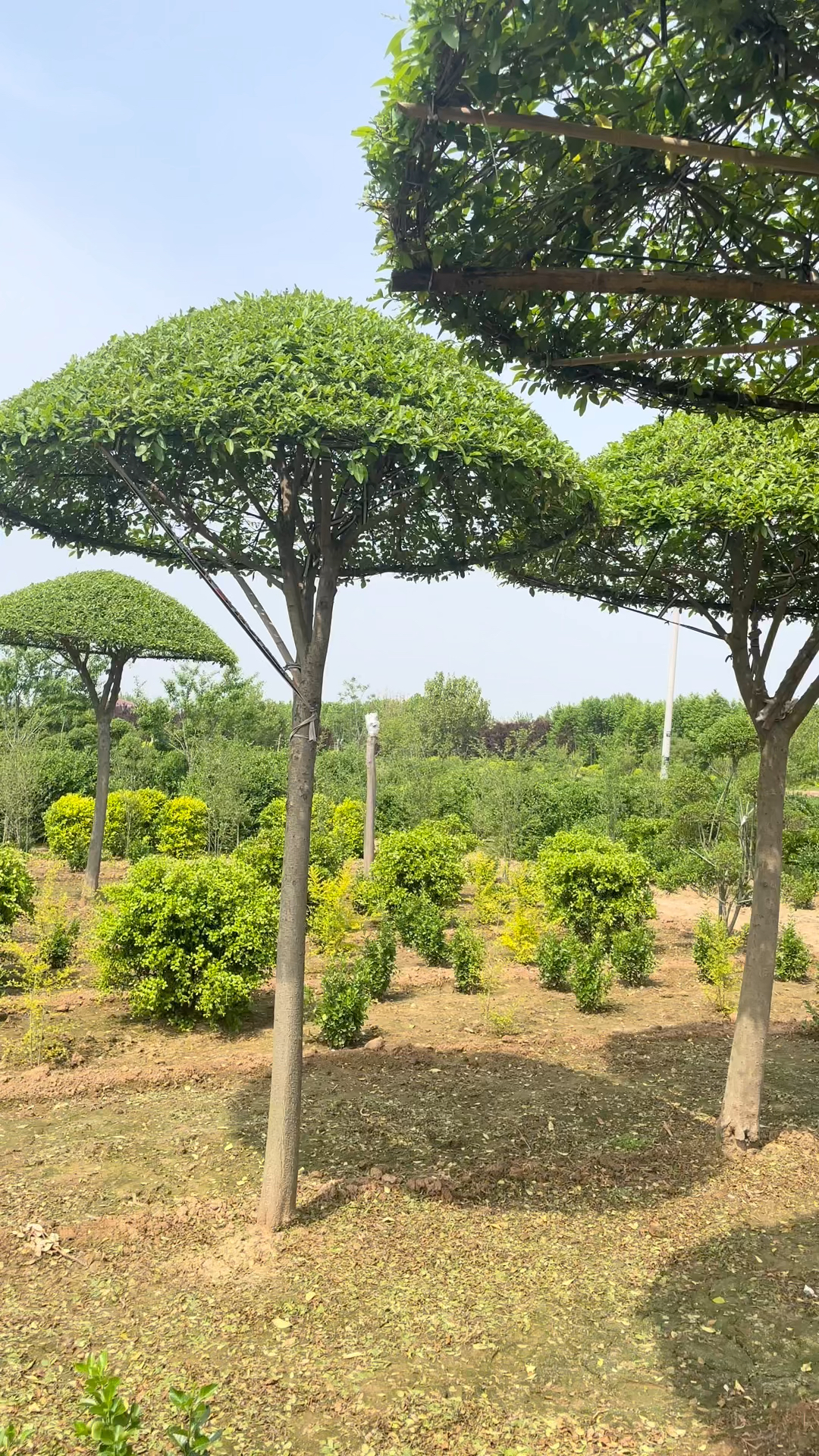 小叶女贞造型树基地#小叶女贞伞状造型