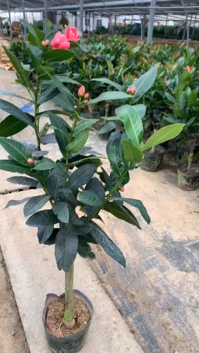 四季茶花抱茎茶四季开花