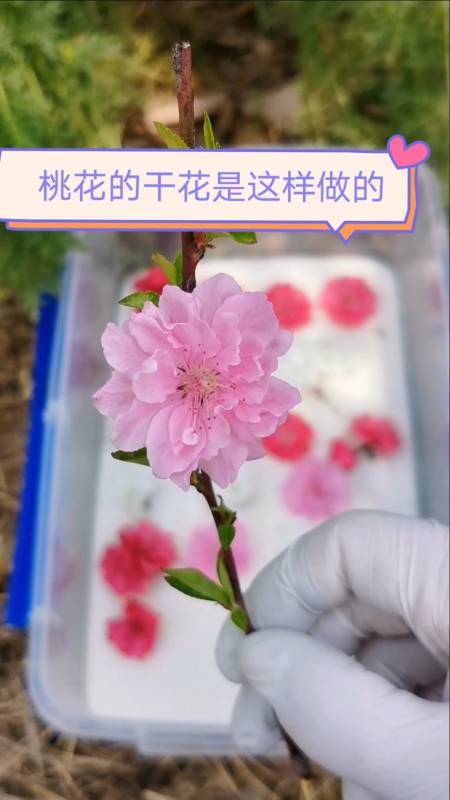 干花制作#桃花的干花完成了之后,可以做什么呢?