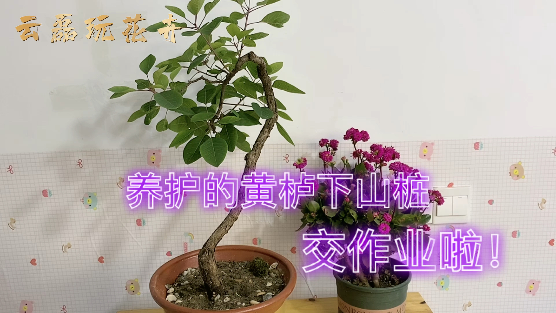 黃櫨#網購的黃櫨下山樁,養了四個多月了,大家看看怎麼樣?