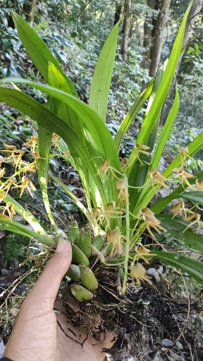 兰花#野生文心兰