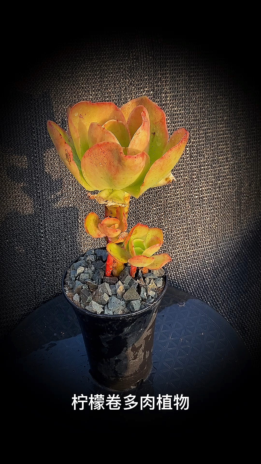 有一种可爱叫多肉柠檬卷多肉植物是景天科拟石莲花属多肉植物