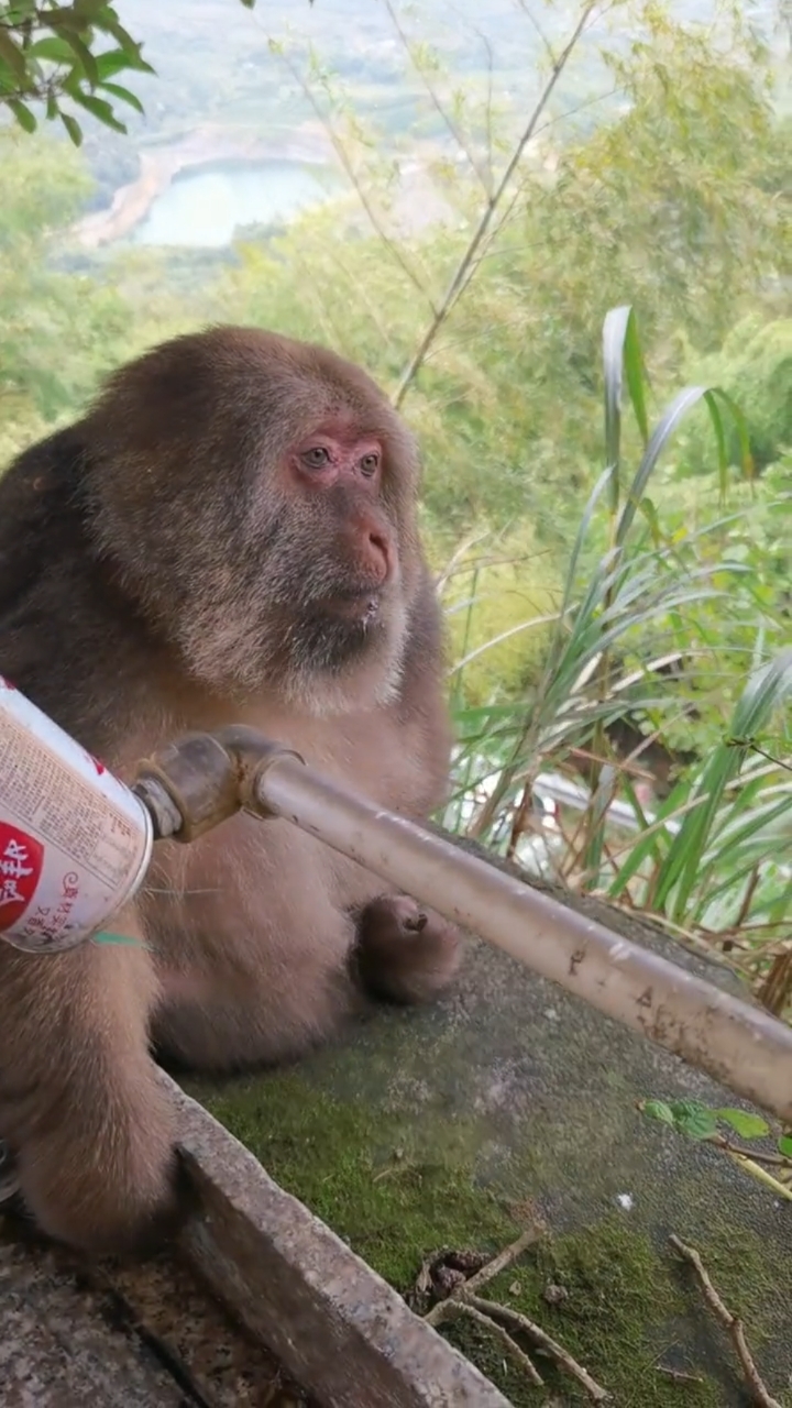 独臂猴星星的眼神让它长得不像一只猴子