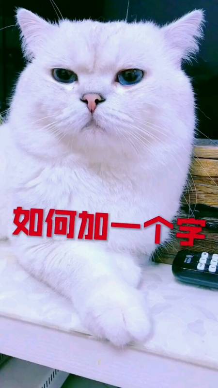 我家宠物成精了#加一个字,毁一部,太有才了