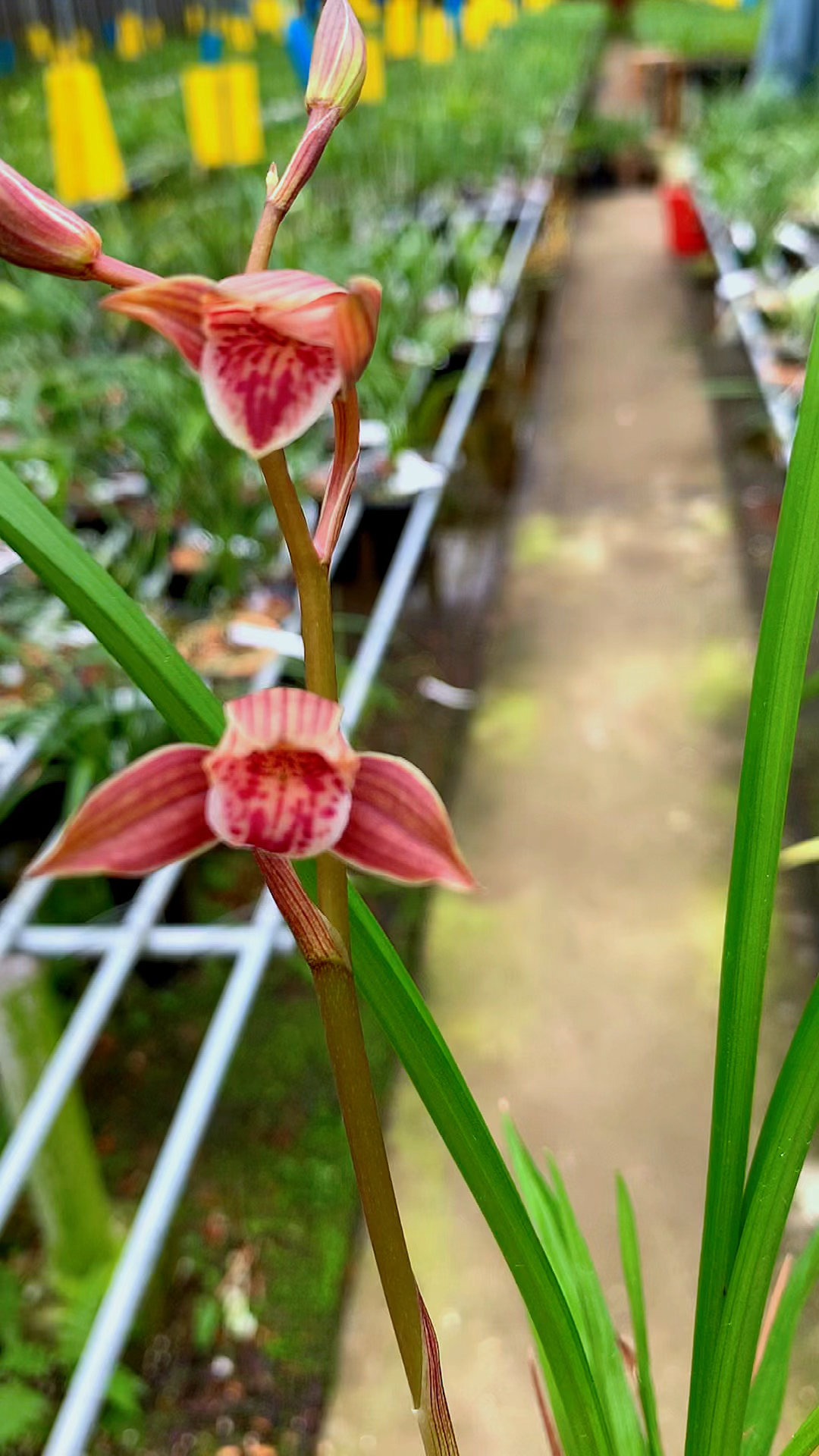 兰花#建兰铭品如意红荷初开-度小视