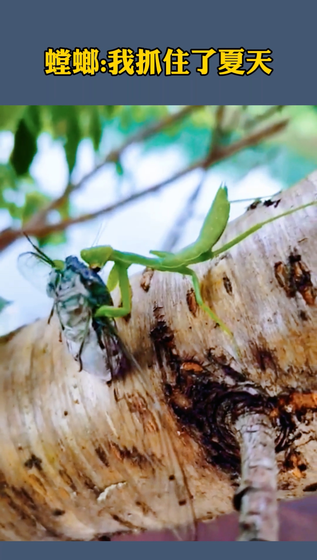 螳螂捕蝉,黄雀在拍视频