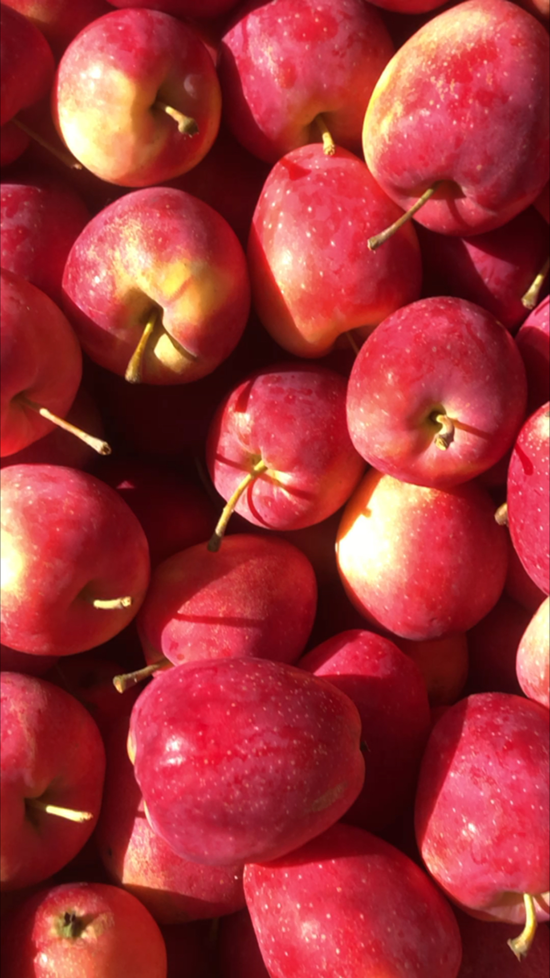 鸡心果苹果种苗