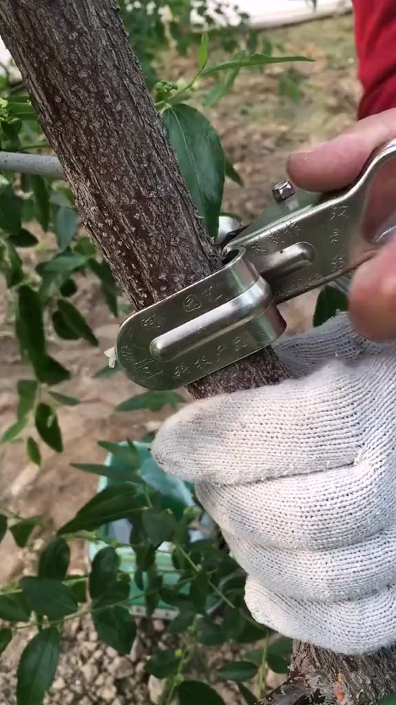 枣树环剥有利于开花保果,提高产量