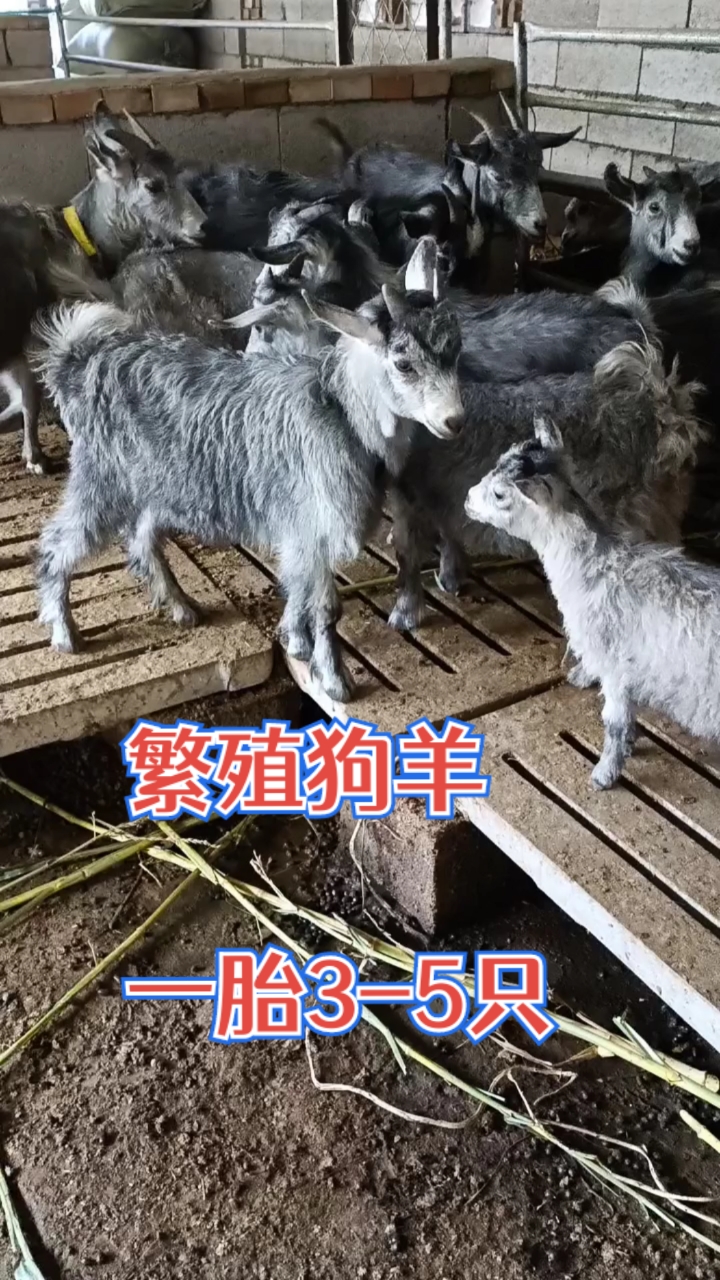 农村养殖#青山羊也叫狗羊,是繁殖快的品种,一年产两窝一窝3-5只羔