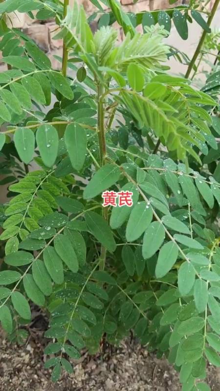 野生黄芪相遇不易,可遇不可求.黄芪用的好,小病都赶跑.