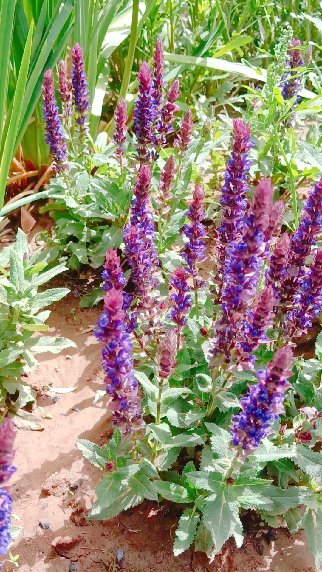 你好,夏天#长穂穗花美极了!