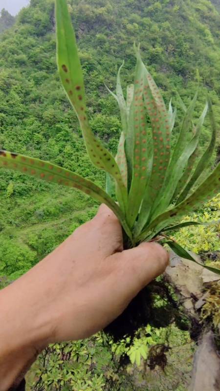 黄金草药功效图片