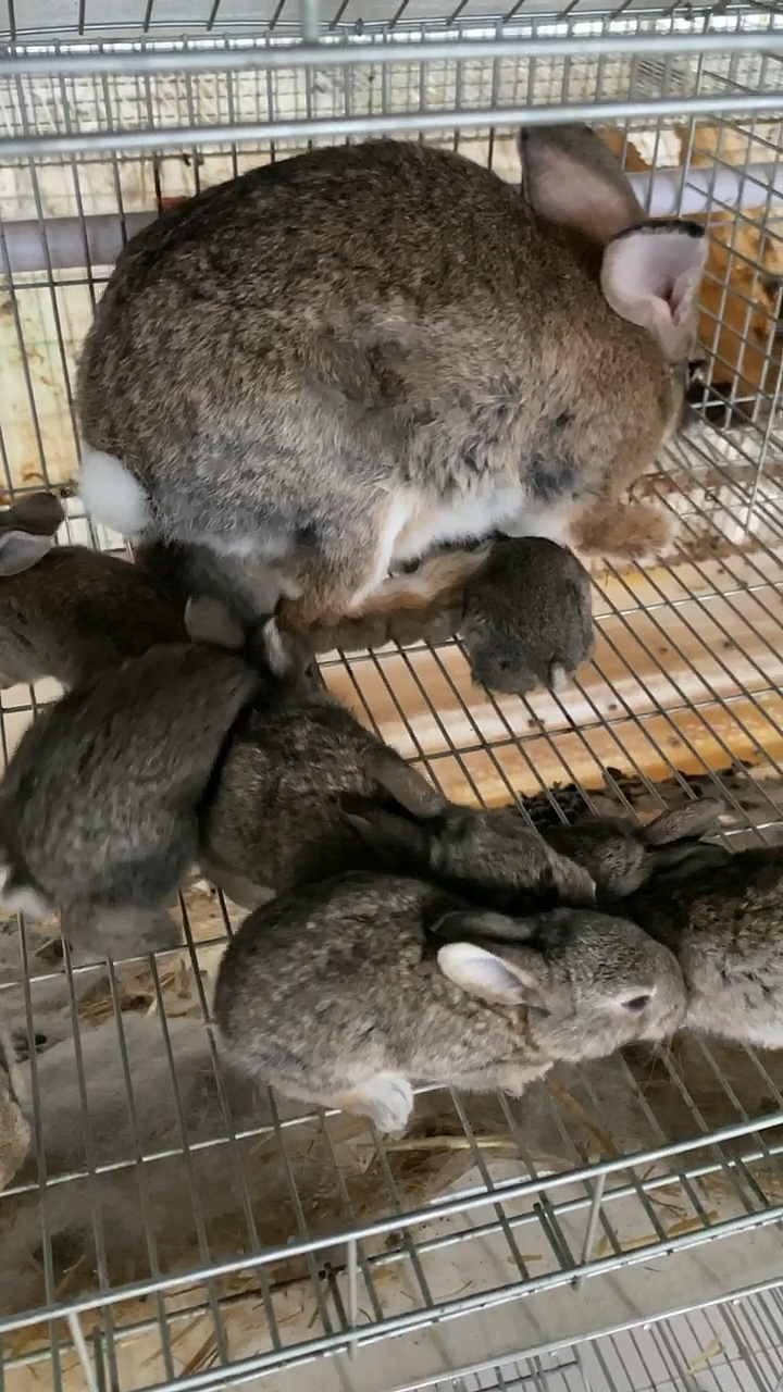 比利时兔一月一窝一窝十多只