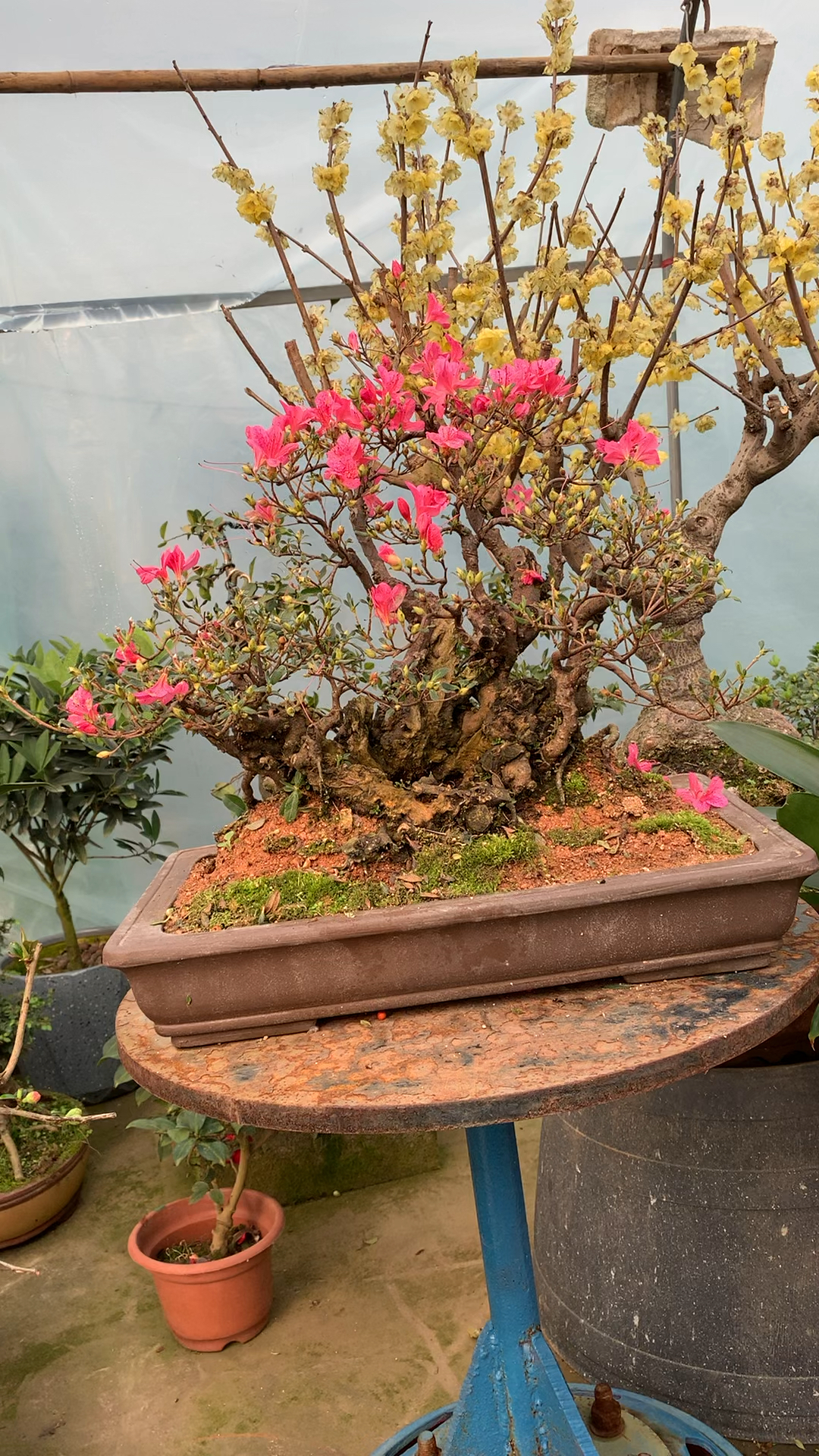 老桩映山红杜鹃盆景