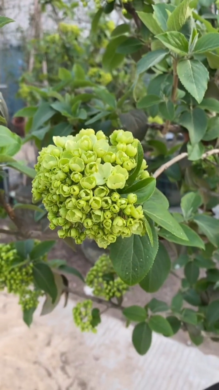 中华木绣球又名斗球花开如斗耐寒耐旱南北方都可以栽植-度小视