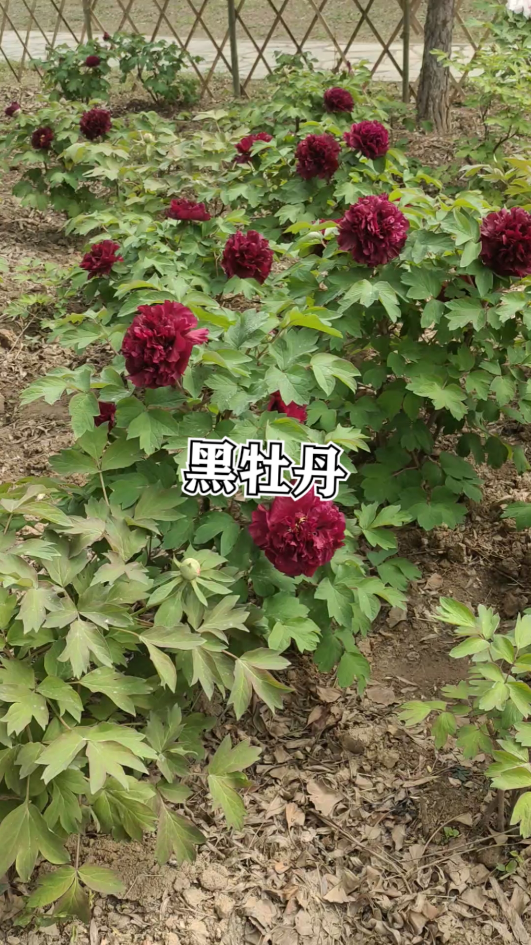 牡丹#黑色系的牡丹,冠世墨玉