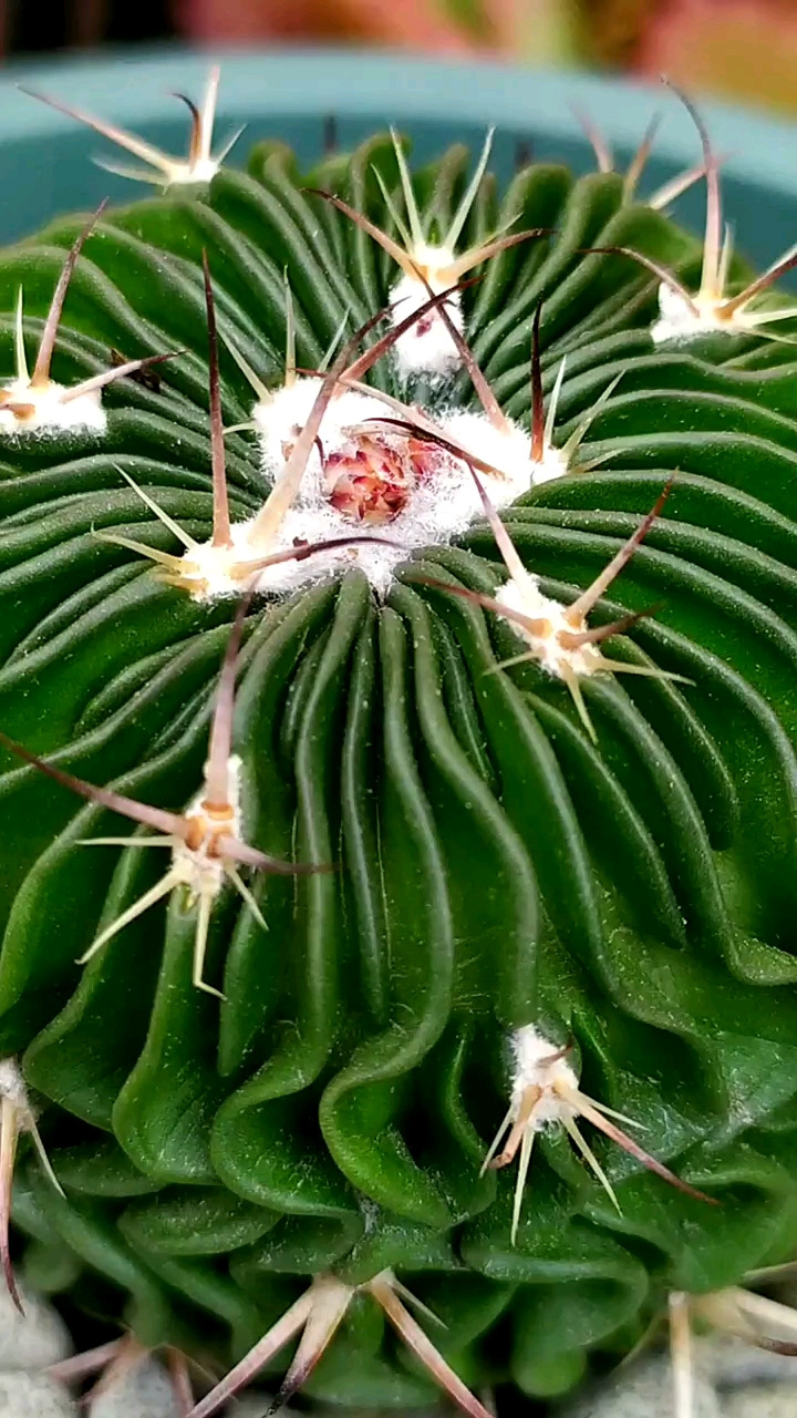 仙人球#这颗多棱玉也马上要开了