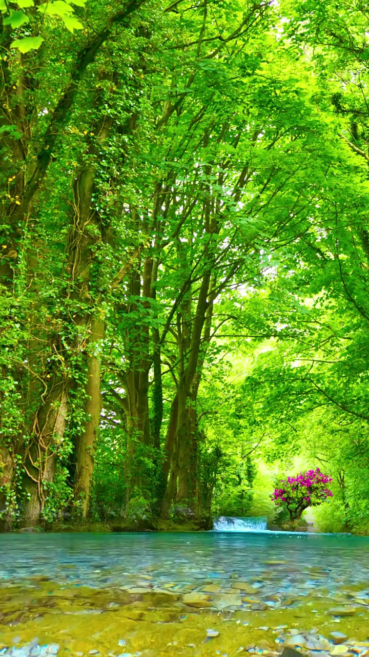 #治愈系#潺潺溪水,绿树成荫,天然氧吧!我想这样的画面一定能让你心情