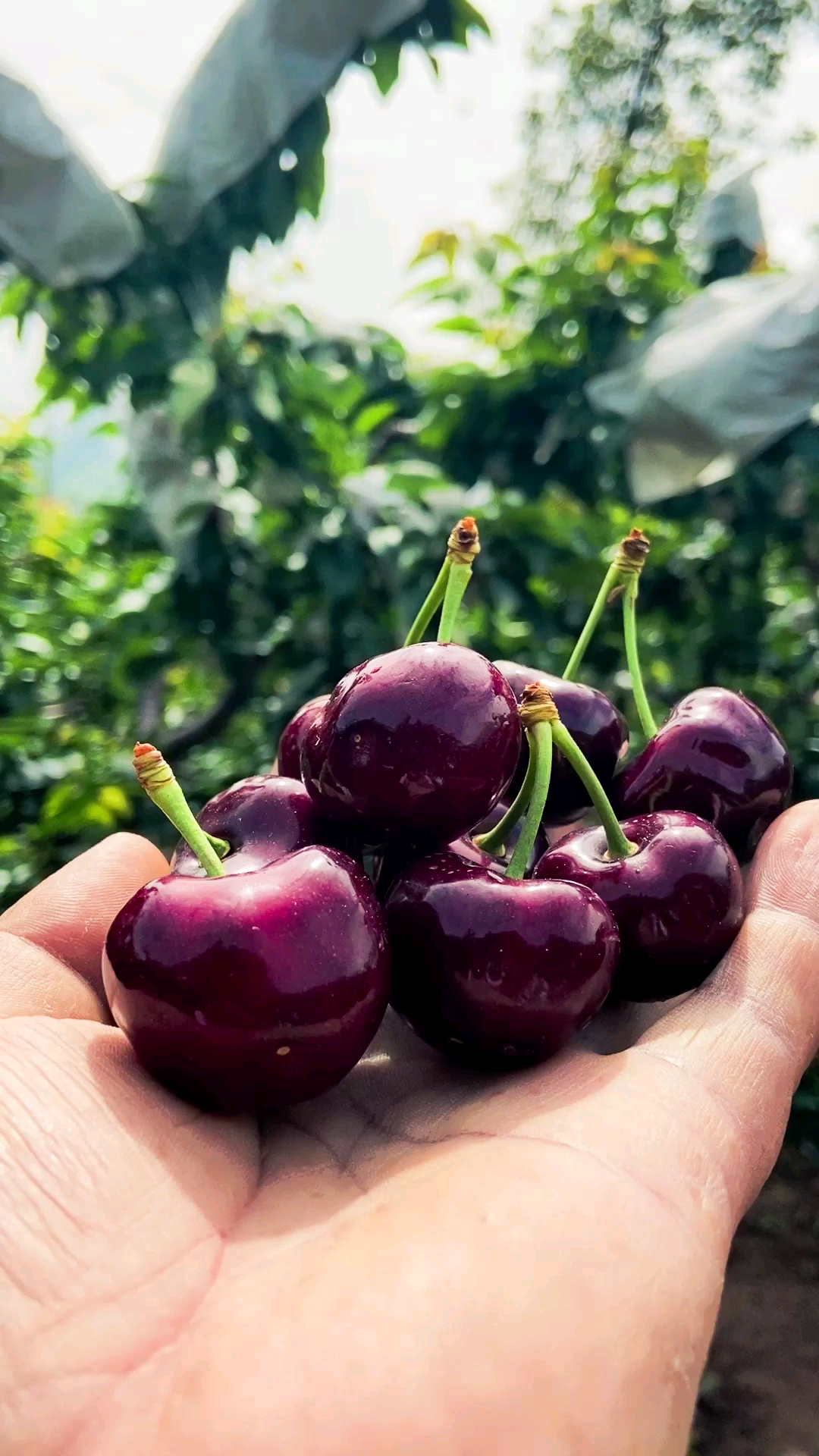 美食#6月6日实拍汉源黑珍珠车厘子发货