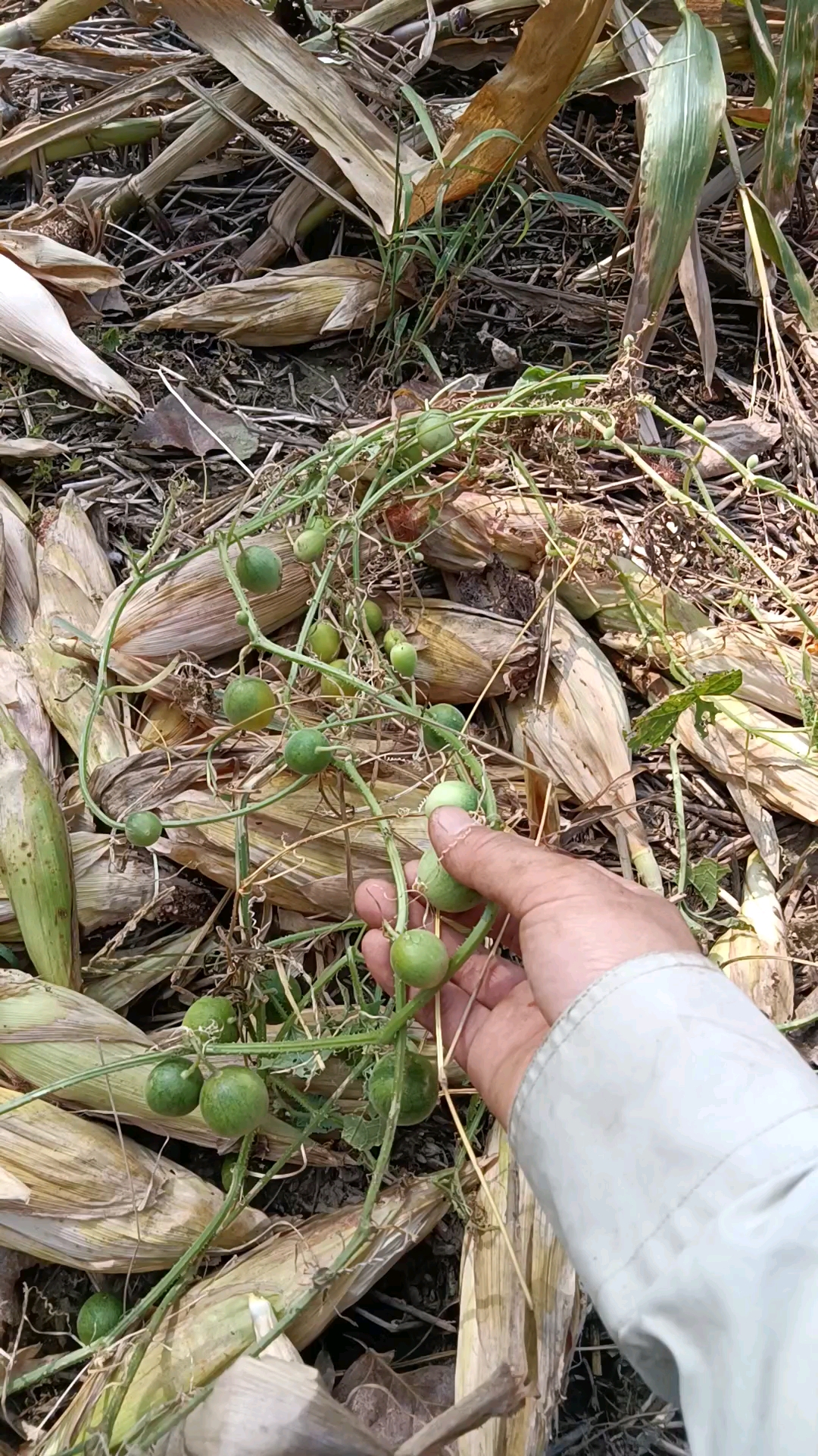 儿时玩具马泡,你那儿叫什么?