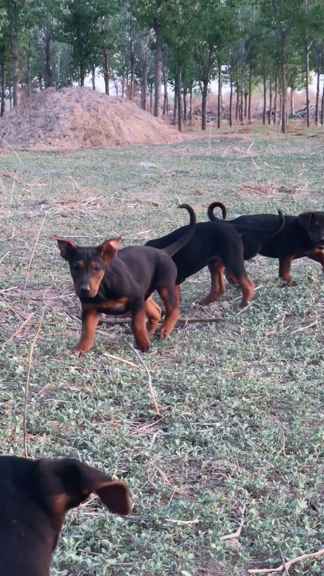 狗狗2个月莱州红小狗苏联红中国红犬护卫犬伴侣犬狼犬