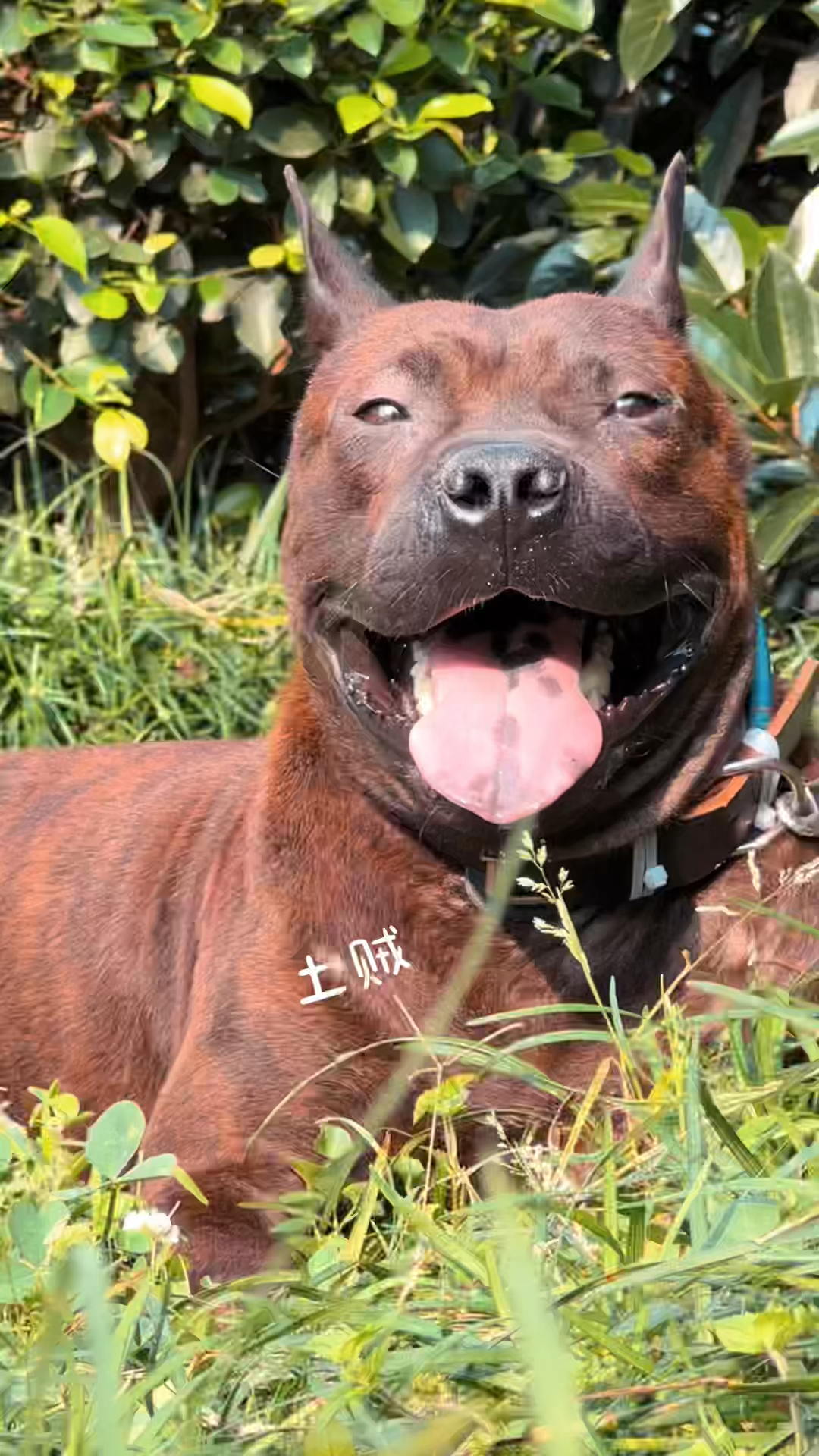 外国有老虎,难道中国就没有老虎.