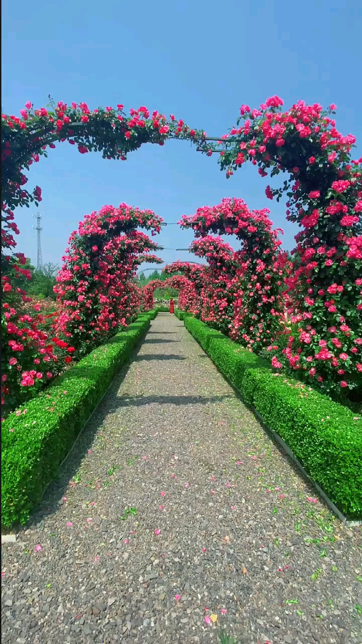 这样的院子你喜欢吗藤本月季成品拱门花量多花期长多季循环开花