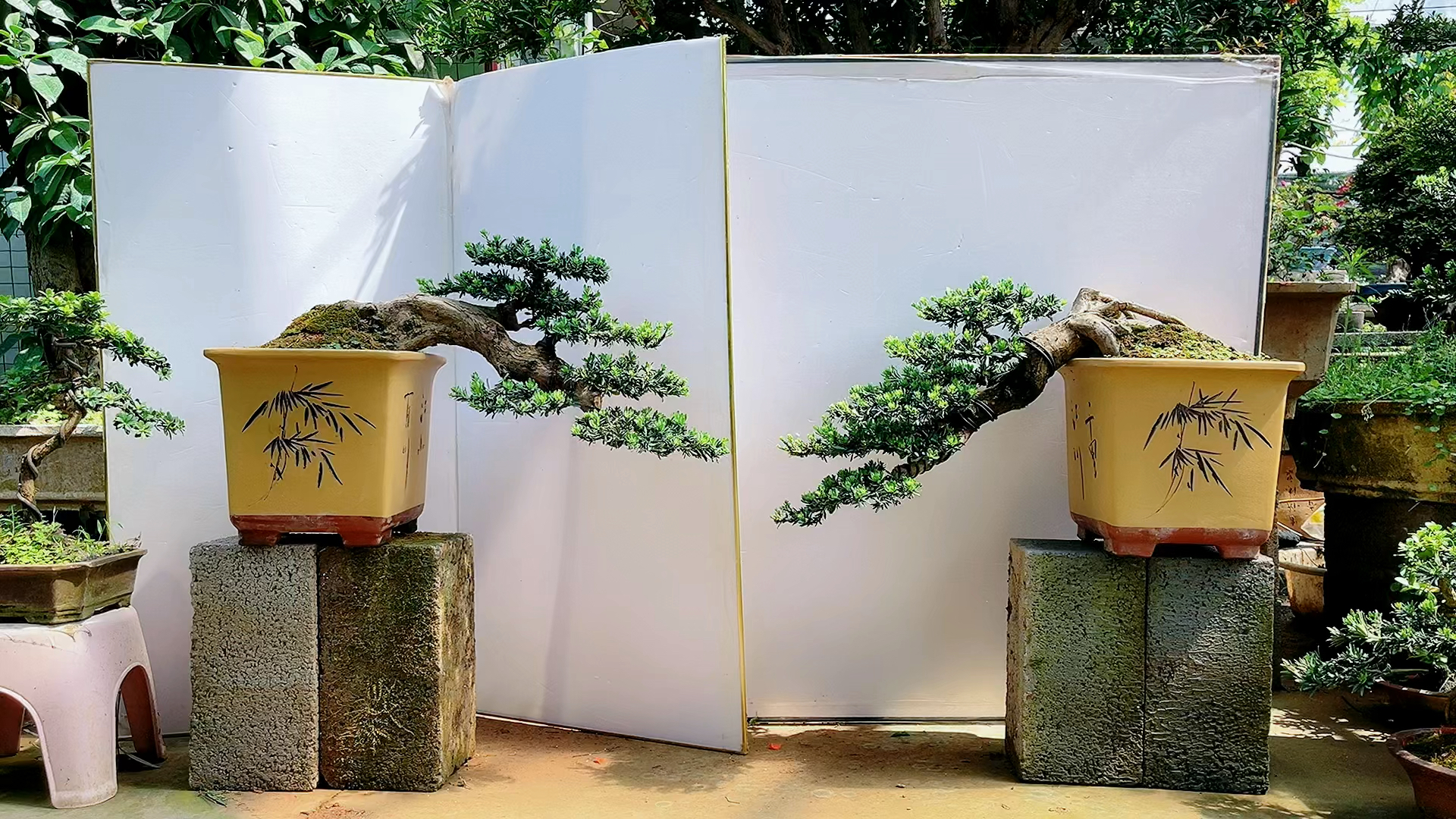 一对悬崖米叶罗汉松盆景