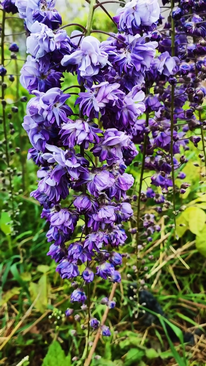 紫藤花八重黑龙,寓意紫气东来,耐寒耐旱南北方都可以栽植