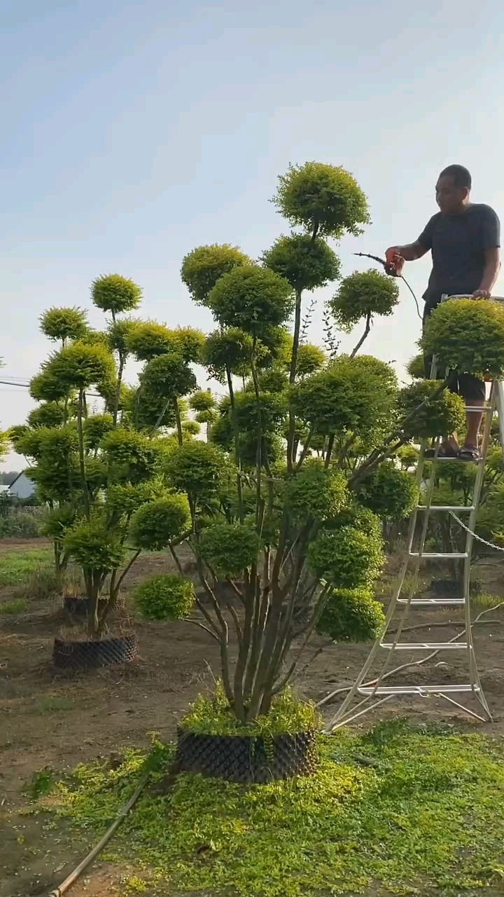亮晶女贞造型树四季不落叶适合庭院别墅农家小院栽植