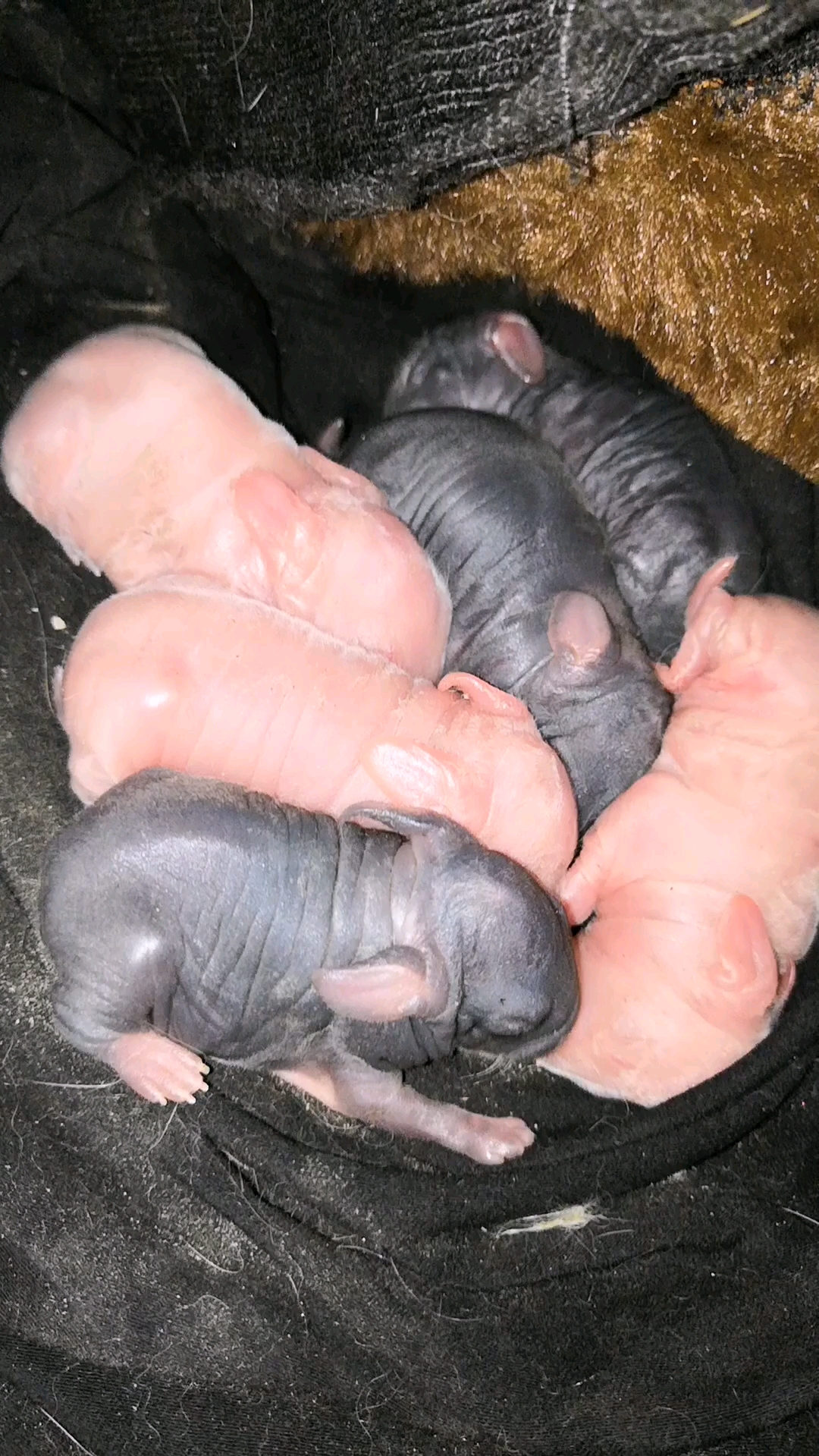 兔子##兔子刚出生的小兔子