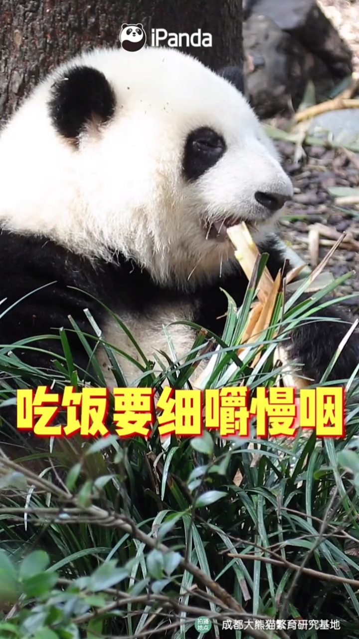 吃饭要细嚼慢咽,才会和我一样可爱.#国宝大熊猫