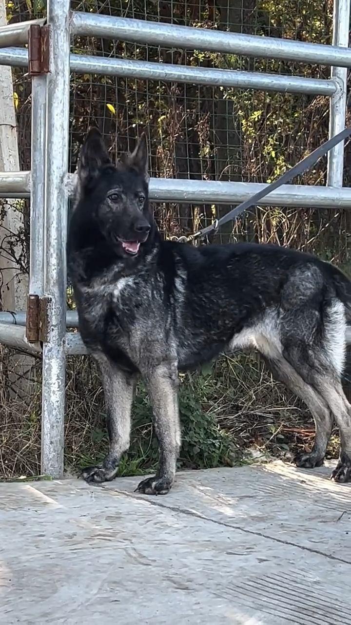 东德牧羊犬#狼灰东德.